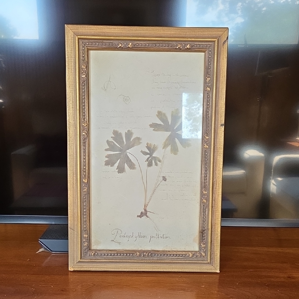 Elegant Gold Framed Botanical Print